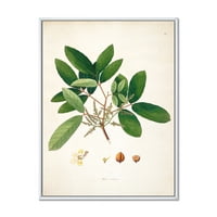 Ancient Botanicals II uokvirena slika na platnu Art Print