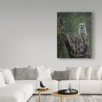 Zaštitni znak likovne umjetnosti 'sjajni rogovi Owlets' platno umjetnost galoimages online