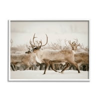 Stupell Elk Stado Snježna Zimska Scena Životinje I Insekti Fotografija Bijeli Uokvireni Umjetnički Print