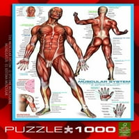 EurographicsPuzzles - mišićni sistem - slagalica -