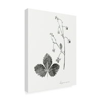 Vision Studio 'Botanical Imprint IV' Canvas Art