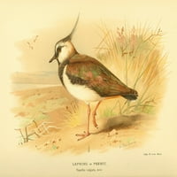Ptice britanskog ostrva Lapwing Poster Print Archibald Thorburn