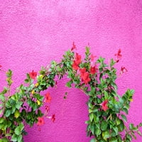 Italija-Venecija-Ostrvo Burano Vinuje cvijeće uz svijetli ružičasti zid na ostrvu Burano otisak postera-Julie
