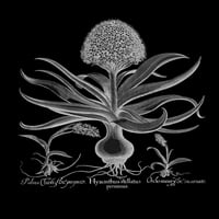 Hyacinthus poster Print Babilius Besler Hei03